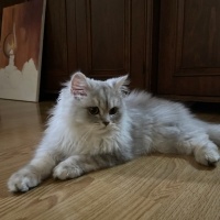 British Longhair, Kedi  paris fotoğrafı