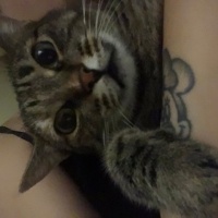 Tekir Kedi, Kedi  Boncuk fotoğrafı