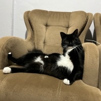 Tekir Kedi, Kedi  Zeytin fotoğrafı