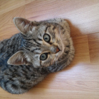 Tekir Kedi, Kedi  ȘANSLI fotoğrafı