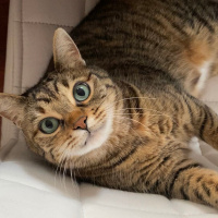 Tekir Kedi, Kedi  ȘANSLI fotoğrafı