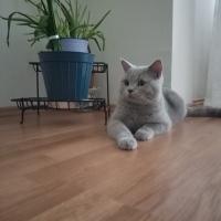 British Shorthair, Kedi  Duman fotoğrafı