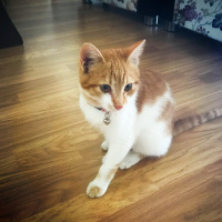 Tekir Kedi, Kedi  Lima fotoğrafı