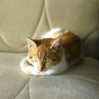 Tekir Kedi, Kedi  Lima fotoğrafı