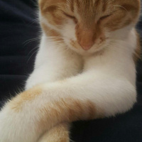 Tekir Kedi, Kedi  Lima fotoğrafı