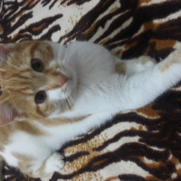 Tekir Kedi, Kedi  Lima fotoğrafı