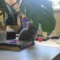 Scottish Fold, Kedi  Duman fotoğrafı