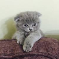 Scottish Fold, Kedi  Duman fotoğrafı