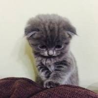 Scottish Fold, Kedi  Duman fotoğrafı