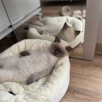 British Shorthair, Kedi  Latte fotoğrafı