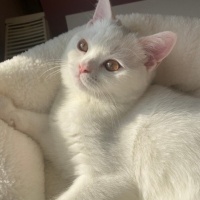 British Shorthair, Kedi  Yaman fotoğrafı