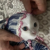 British Shorthair, Kedi  Yaman fotoğrafı