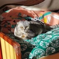 Scottish Fold, Kedi  Zada fotoğrafı