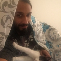 Tekir Kedi, Kedi  Sembuse fotoğrafı
