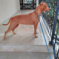 Amerikan Pitbull Terrier, Köpek  Mathilda fotoğrafı