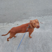 Amerikan Pitbull Terrier, Köpek  Mathilda fotoğrafı