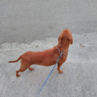 Amerikan Pitbull Terrier, Köpek  Mathilda fotoğrafı