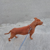 Amerikan Pitbull Terrier, Köpek  Mathilda fotoğrafı