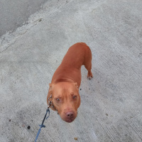 Amerikan Pitbull Terrier, Köpek  Mathilda fotoğrafı