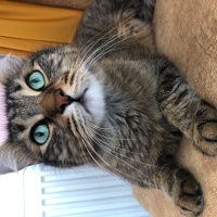 Tekir Kedi, Kedi  Paşa fotoğrafı
