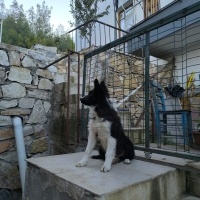 Border Collie, Köpek  Dobby fotoğrafı