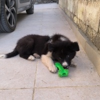 Border Collie, Köpek  Dobby fotoğrafı