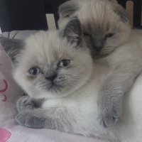 Scottish Fold, Kedi  Köfte ve Cindy fotoğrafı