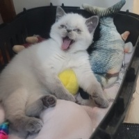 Scottish Fold, Kedi  Köfte ve Cindy fotoğrafı