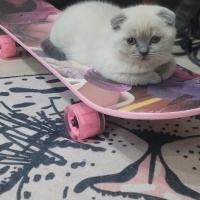 Scottish Fold, Kedi  Köfte ve Cindy fotoğrafı