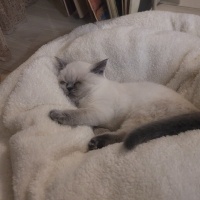 Scottish Fold, Kedi  Köfte ve Cindy fotoğrafı