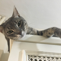 Tekir Kedi, Kedi  Limon fotoğrafı