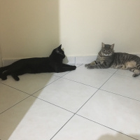 Tekir Kedi, Kedi  Limon fotoğrafı
