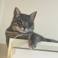 Tekir Kedi, Kedi  Limon fotoğrafı