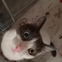 Tekir Kedi, Kedi  Leydi fotoğrafı