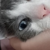Tekir Kedi, Kedi  Leydi fotoğrafı