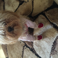 Poodle (Minyatür Kaniş), Köpek  tarçın fotoğrafı