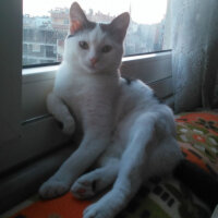 Tekir Kedi, Kedi  Kumsal fotoğrafı