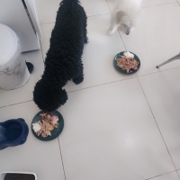 Poodle(Standart Kaniş), Köpek  Karam fotoğrafı
