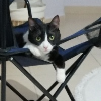 Tuxedo (Smokin) Kedi, Kedi  Kokei fotoğrafı