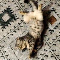 Scottish Fold, Kedi  Duman fotoğrafı