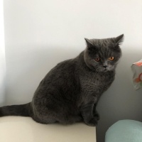 British Shorthair, Kedi  Karam fotoğrafı