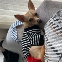 Chihuahua, Köpek  Kylie fotoğrafı