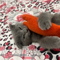 Scottish Fold, Kedi  Duman fotoğrafı