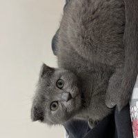 Scottish Fold, Kedi  Duman fotoğrafı