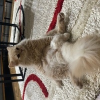 British Longhair, Kedi  Ramos fotoğrafı