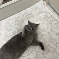 British Shorthair, Kedi  Hermes bey yuva arıyor fotoğrafı