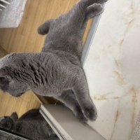 British Shorthair, Kedi  Hermes bey yuva arıyor fotoğrafı