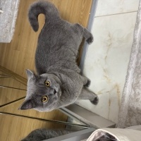 British Shorthair, Kedi  Hermes bey yuva arıyor fotoğrafı