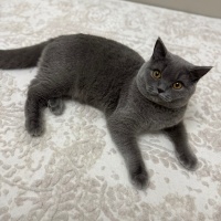 British Shorthair, Kedi  Hermes bey yuva arıyor fotoğrafı