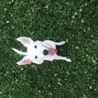 Jack Russell Terrier, Köpek  Happy fotoğrafı